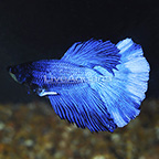 Halfmoon Butterfly Betta (click for more detail)