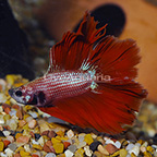 Red Double Tail Halfmoon Betta, Male (click for more detail)