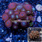 Zoanthus Coral Indonesia (click for more detail)