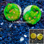 LiveAquaria® Cultured Ultra Chalice Coral, Two Pack (click for more detail)