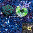 LiveAquaria® Cultured Pineapple Tree and Blue Sympodium Coral Two Pack (click for more detail)