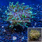 LiveAquaria® Cultured Torch Coral (click for more detail)