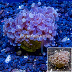 LiveAquaria® Cultured Hammer Coral (click for more detail)
