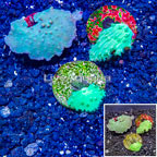 LiveAquaria® Cultured Green Cabbage Leather Coral, Three Pack (click for more detail)