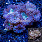 LiveAquaria® Cultured Acan Lord Coral (click for more detail)