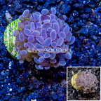 LiveAquaria® Cultured Hammer Coral (click for more detail)