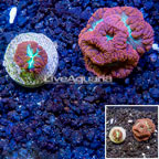 LiveAquaria® Cultured Blastomussa Coral, Two Pack (click for more detail)