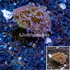 LiveAquaria® Cultured Torch Coral (click for more detail)