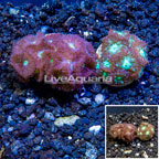 LiveAquaria® Cultured Blastomussa Coral, Two Pack (click for more detail)