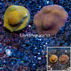 LiveAquaria® Cultured Montipora Coral, Two Pack (click for more detail)