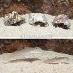 Blue Spotted Goby Pair With Blue Leg Hermit Crab Trio (click for more detail)