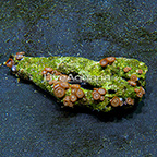 Ultra Horizons Colony Polyp Rock Zoanthus Indonesia IM (click for more detail)