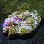 Mushroom Rock Rhodactis Combo Indonesia (click for more detail)