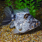 Jumbo Ryukin Goldfish (click for more detail)