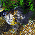 Jumbo Ryukin Goldfish (click for more detail)