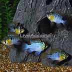 German Blue Ram Cichlid (Group of 5) EXPERT ONLY (click for more detail)