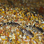 Synodontis Multipunctatus Catfish (Group of 3) (click for more detail)