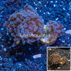 LiveAquaria® Cultured Hammer Coral (click for more detail)