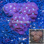 LiveAquaria® Three Pack Cultured Blastomussa Coral (click for more detail)
