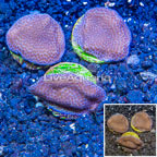 LiveAquaria® Three Pack Cultured Montipora Coral (click for more detail)