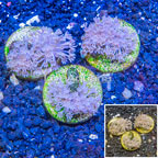LiveAquaria® Three Pack Cultured Xenia Coral (click for more detail)
