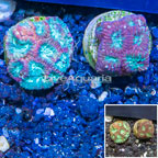 LiveAquaria® Two Pack Cultured Favia Coral (click for more detail)