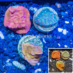 LiveAquaria® Three Pack Cultured Leptoseris Coral (click for more detail)