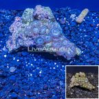 Zoanthus Coral Vietnam (click for more detail)