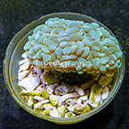 Pearl Bubble Coral Indonesia (click for more detail)