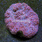 Aussie Chalice Coral  (click for more detail)