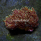 Aussie Torch Coral  (click for more detail)