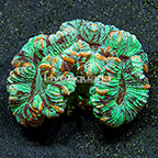 Aussie Open Brain Coral (click for more detail)
