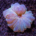 USA Cultured Fox Coral  (click for more detail)