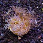 LiveAquaria® Glove Polyp Coral (click for more detail)