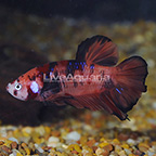 Blood Red Star Plakat Betta, Male (click for more detail)