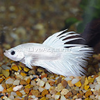 White Crowntail Betta, Male (click for more detail)