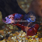 Blood Red Star Plakat Betta, Male [Blemish] (click for more detail)