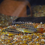 Gold Apistogramma Cichlid (Pair) (click for more detail)