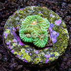 USA Cultured Dipsastraea Brain Coral (click for more detail)