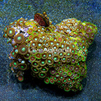 Combo Colony Polyp Rock Zoanthus Indonesia (click for more detail)
