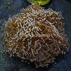 Aussie Gold Tip Hammer Coral  (click for more detail)