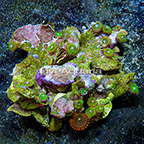 Candy Apple Green and X-Men Colony Polyp Rock Zoanthus Indonesia IM (click for more detail)