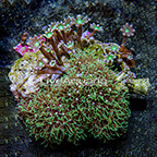 Starburst Polyp Rock Combo Indonesia (click for more detail)