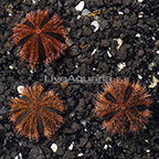 Red Tuxedo Urchin (3-Lot) (click for more detail)
