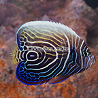 Emperor Angelfish, Transitioning [Blemish] (click for more detail)