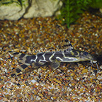 Brichard's Synodontis Catfish (click for more detail)