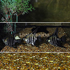 Zebra Lace Angelfish (Group of 3) (click for more detail)