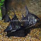 Zebra Lace Angelfish (Pair) (click for more detail)