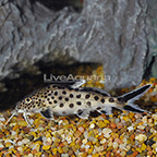 Synodontis Multipunctatus Catfish (click for more detail)