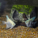 Neon Blue Angelfish (Pair) (click for more detail)
